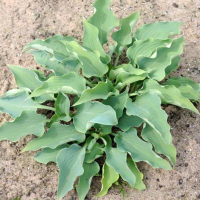 Hosta 'Flemish Sky'